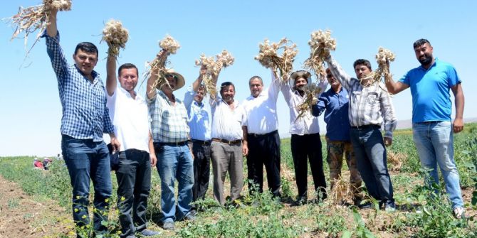 Aksaray Sarımsak Üretiminde İddialı