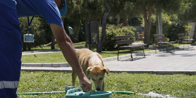 Sokak Hayvanlarını Sıcakta Susuz Bırakmıyorlar