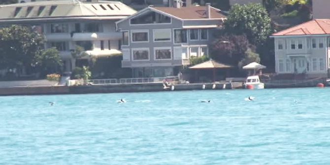 İstanbul Boğazı’nda Yunusların Martılarla Balık Kapma Yarışı