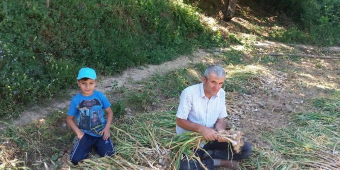Hisarcık’ta Sarımsak Hasadı Başladı