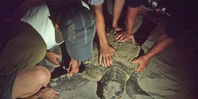 Caretta Caretta Yuva Yapmak İçin Karaya Çıktı