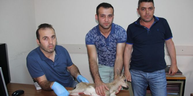 Yaralı Dağ Keçisi Artvin’den Kafkas Üniversitesi Veteriner Hekimliği Fakültesi’ne Sevk Edildi