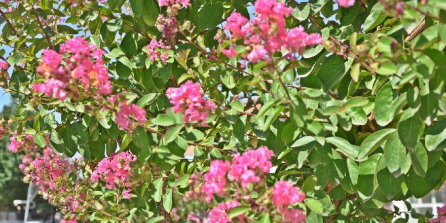 Oya Ağacı İlçeyi Süsledi