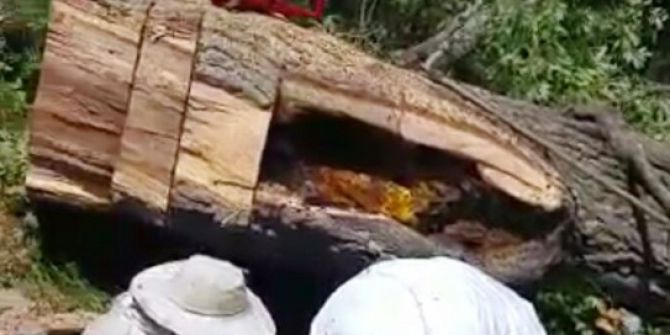 Kesilen Ağaçtan 30 Kilo Bal Çıktı