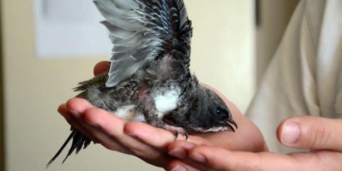 Bitkin Haldeki Ebabil Kuşuna 112 Ekipleri Sahip Çıktı