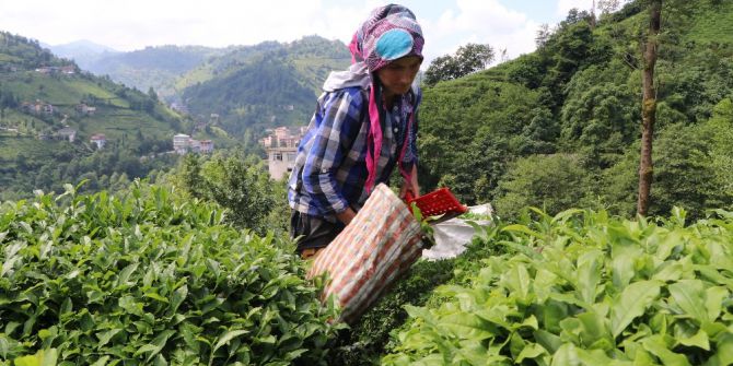 Rize’de 2017 Yılı İkinci Sürgün Yaş Çay Hasadı Başladı