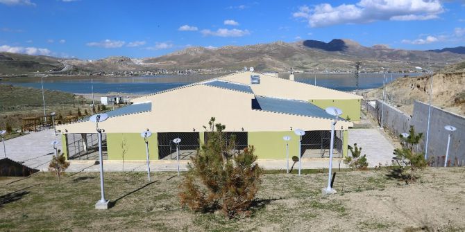 Sokak Hayvanları İçin Bir Kap Su Çağrısı