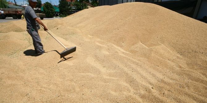 Yenişehir’de Buğday Alımı Başladı