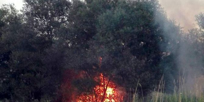 Anız Yangını Ağaçları Ve Tütün Tarlasını Yaktı