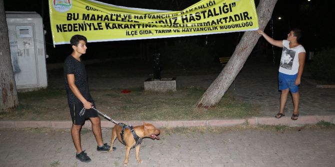 Adana’da, ‘Kuduz’ Karantinası