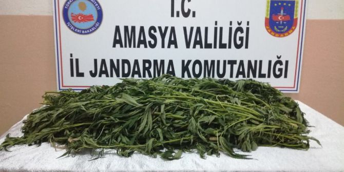 Jandarma Bunları Serada Buldu
