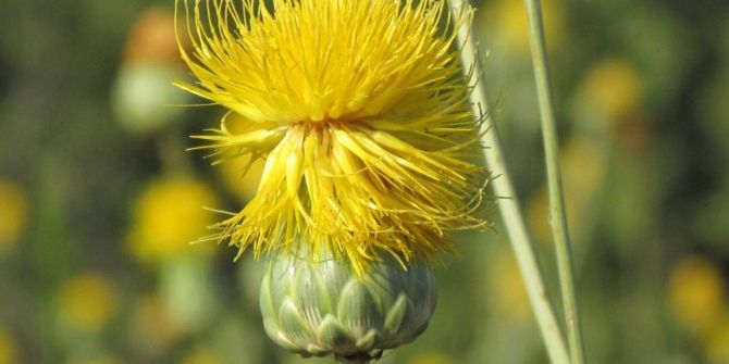 Tüllüşah Projesi İle Yeni Bir Turizm Merkezi Oluşacak