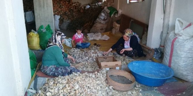 Hisarcık’ta Haşhaş Kapsülü Hasadına Başlandı