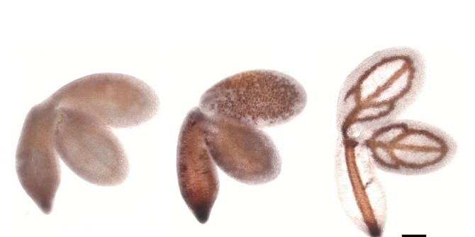 Bitkilerdeki Demir Miktarını Belirleyen Yeni Gen Keşfedildi