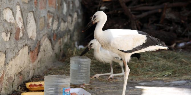 Yavru Leylekler Koruma Altına Alındı