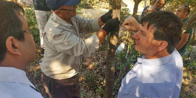 Çanakkale’de Antep Fıstığı Da Yetişecek