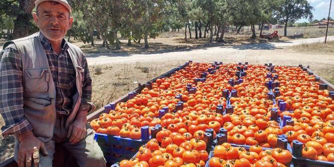 Çanakkale Domatesinin Hasadı Başladı