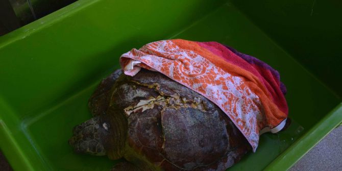 Tekne Pervanesinin Yaraladığı Caretta Caretta Tedavi Altına Alındı