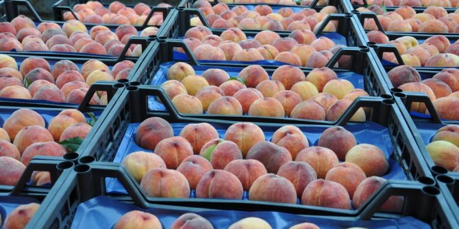 Şeftali Çiftçiyi Memnun Etmedi