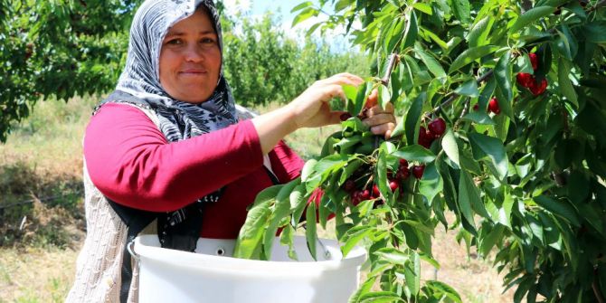 Türkiye’nin En Büyük Meyve Bahçesinde Kiraz Hasadı Başladı