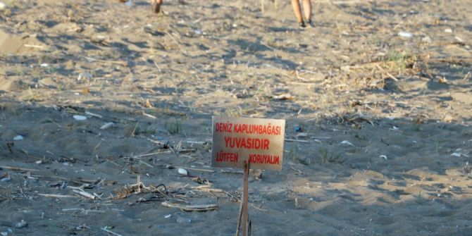 Caretta Carettalar Mersin Sahillerine Yumurta Bırakmaya Başladı