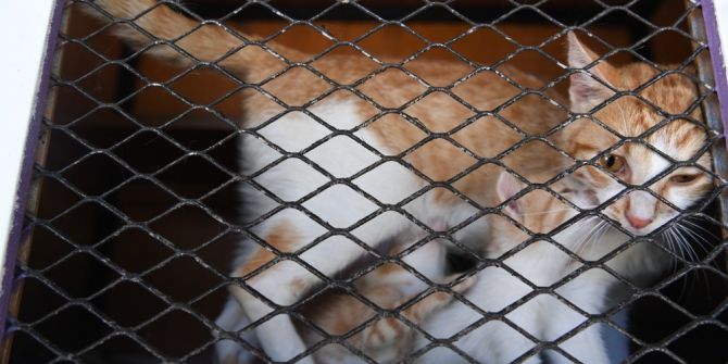 Konyaaltı’nda Sokak Hayvanları İçin Vantilatör