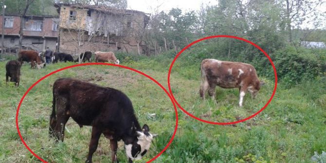 Samsun’da 3 Büyükbaş Hayvan Çalındı