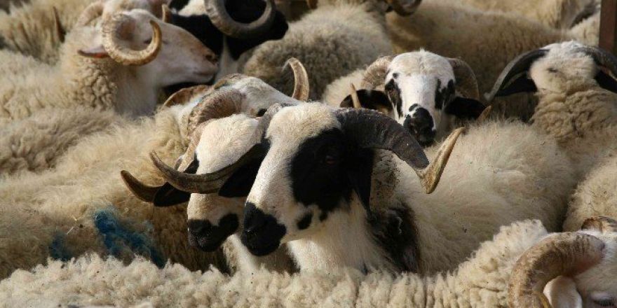 Büyükşehir Belediyesi’nden Çobanları Sevindiren İhale