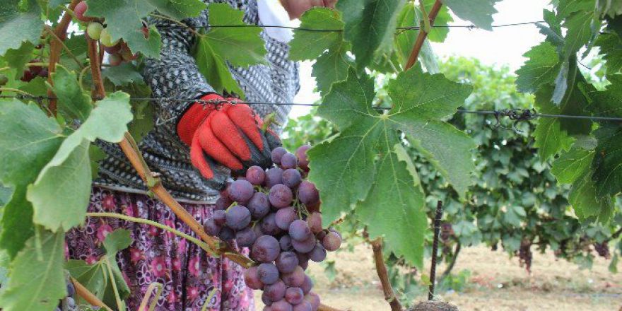 Tekirdağ’da Üzüm Hasadı Başladı