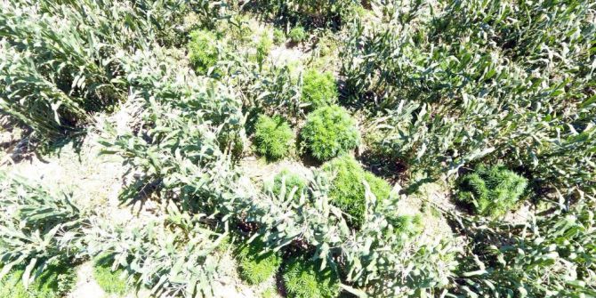 Mısır Tarlasından 230 Kök Hint Keneviri Çıktı