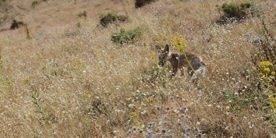 Tedavisi Tamamlanan Tilki, Doğal Ortamına Bırakıldı