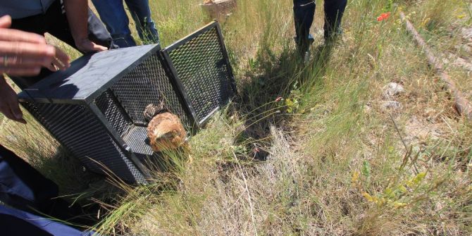 Tedavileri Tamamlanan Kuşlar Doğaya Bırakıldı