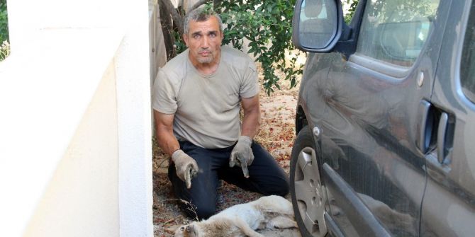 İzmir’deki Köpeklerde Gençlik Hastalığı Salgını