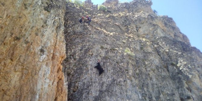 Mahsur Kalan Keçiyi Afad Kurtardı
