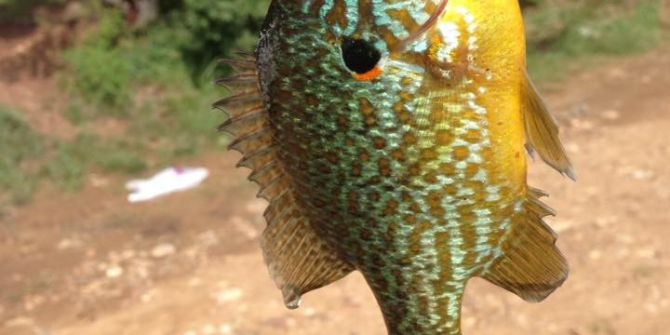 Bursa’da Gölette Yakalanan Balık Şaşırttı