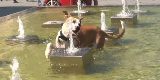 Taksim’de Sıcaktan Bunalan Köpeğin Köpeğin Fıskiye İle İmtihanı