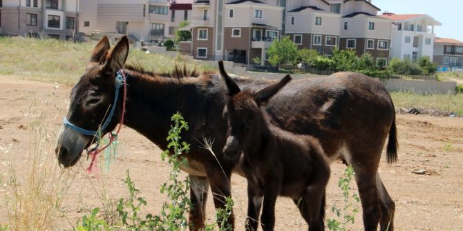 Eşek Ve Sıpası Barınakta