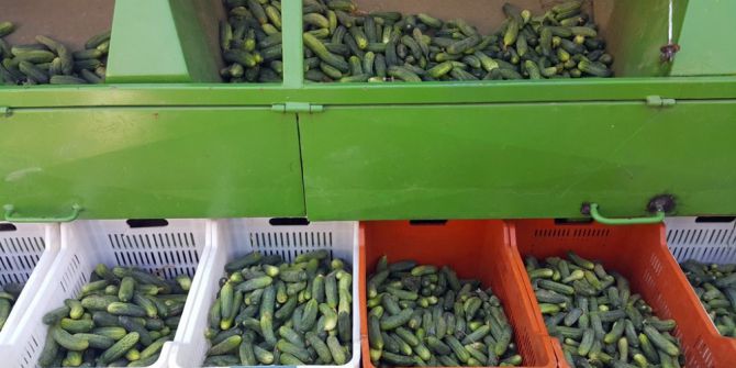 Ödemişli Üreticinin Can Simidi Salatalık Oldu