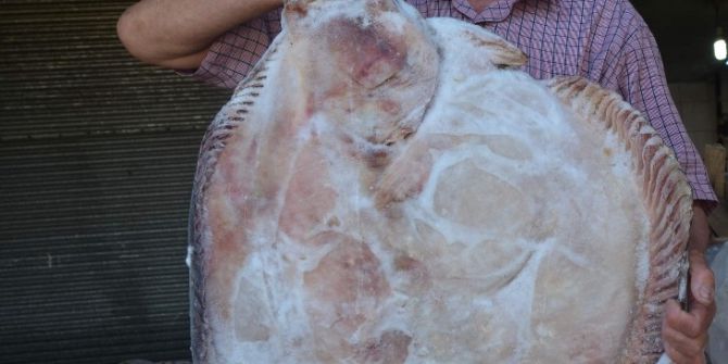 Karadeniz’de Son 80 Yılın En Kısır Kıyı Balıkçılığı Dönemi Yaşanıyor