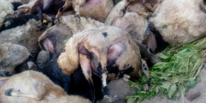 Kayalıktan Atlayan 80 Koyun Telef Oldu