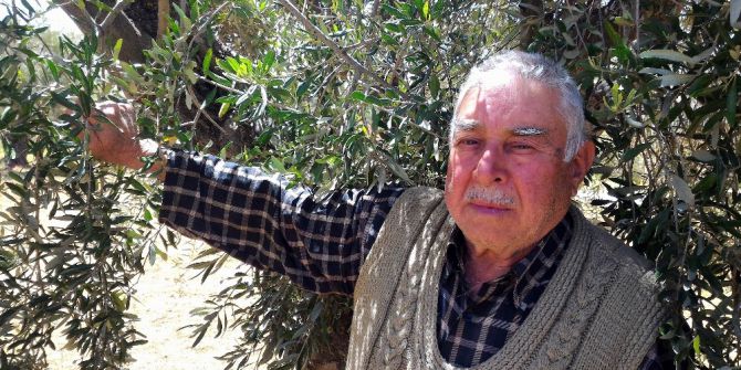 Kilis’te Aşırı Soğuklar Ve Kuraklık Zeytini Vurdu