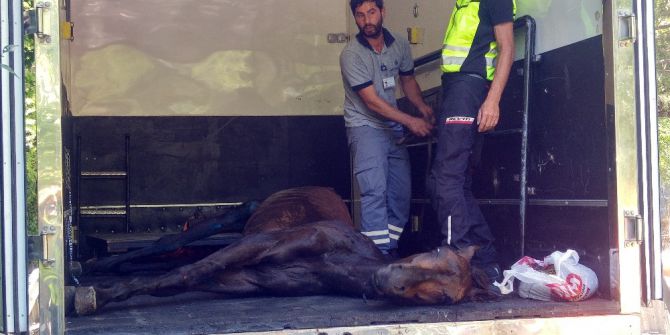 Bahçe Duvarından Düşen Atı Vatandaşların Çabası Kurtardı