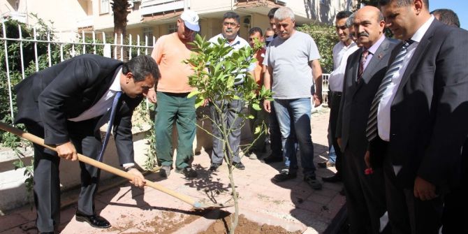 Çukurova’nın Parklarına Zeytin Fidanı