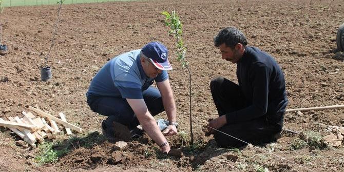 Gelecek İçin Yeni Umut Meyvecilik
