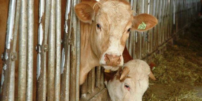 Van Ohb Türkiye’de Model Olacak