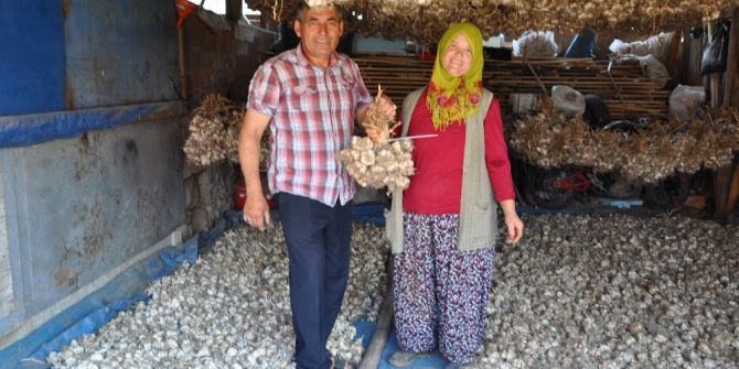 Simav’ın Göl Arazisinde Sarımsak Bereketi