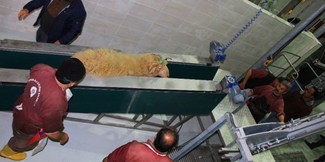 Büyükşehir Belediyesi İlçelere Modern Mezbahalar Yapıyor