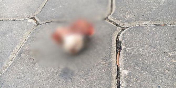 İzmir’deki Kedi Vahşeti Görüntüleri Kan Dondurdu