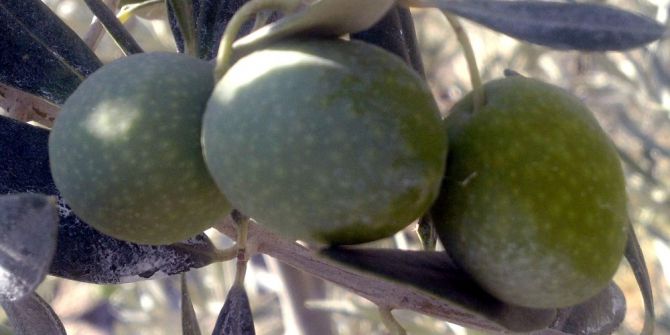 Zeytincilik Sektörünün Ortak Talebi Sofralık Zeytine Prim