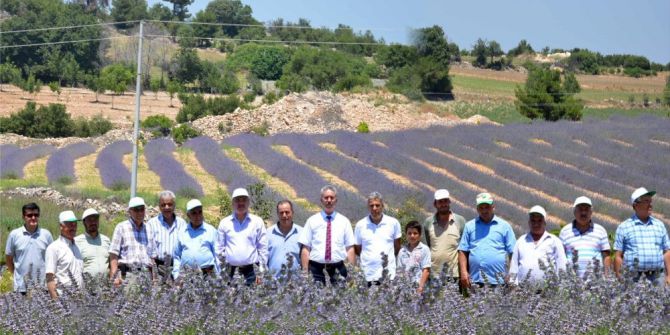 Denizli’de Tıbbi Ve Aromatik Bitkiler Hasat Günü Yapıldı